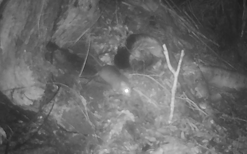 The inconclusive image of a possible mouse captured on trail cameras. Regional council Environment Southland says it's investigating the potential mouse sighting alongside its partner agencies.
