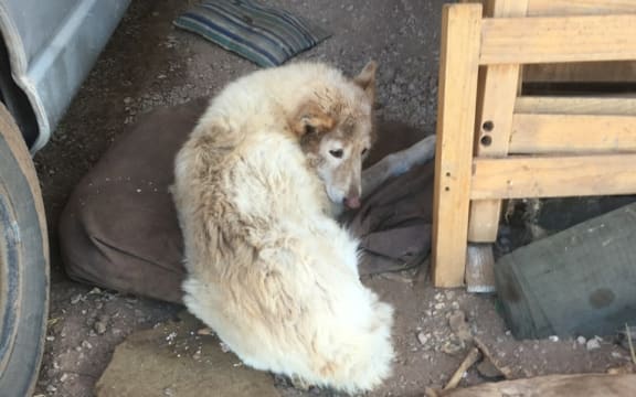 Heyley was not even able to stand and had be enthanased at the Baroota property in South Australia.