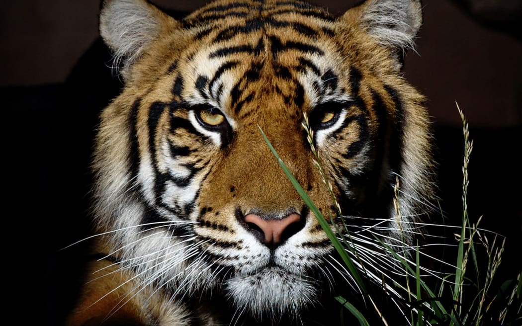 Auckland Zoo welcomes Sumatran tiger Zayana from United States. Credit: Auckland Zoo/Supplied
