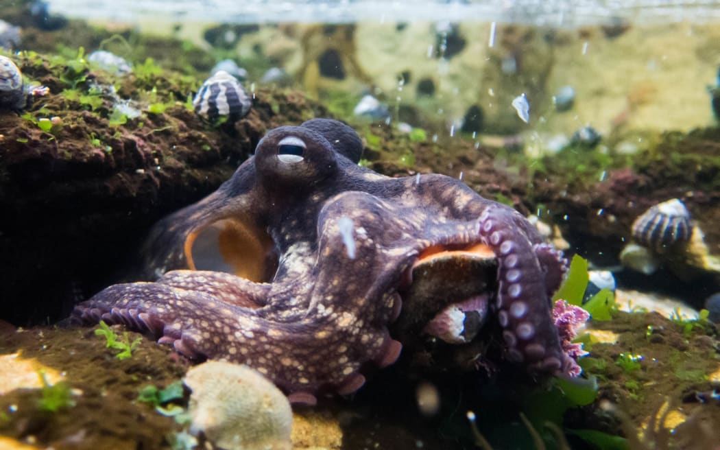 Gloomy octopus