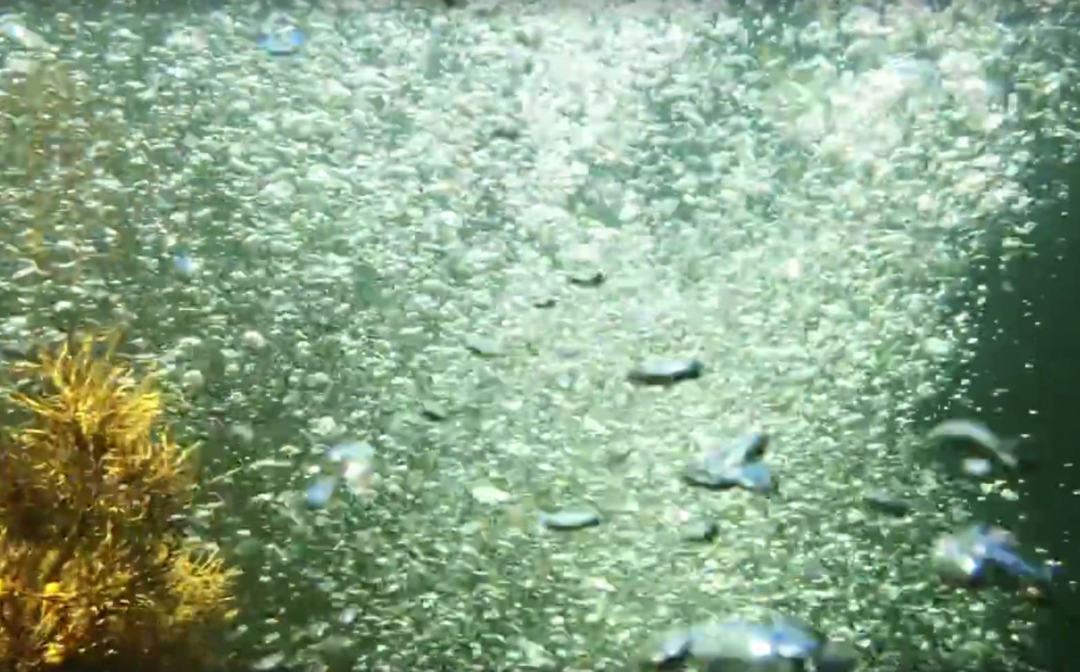 Kaikoura bubbles