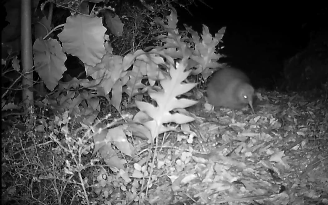 A kiwi pukpuku chick captured exploring outside its burrow in the Brook Waimārama Sanctuary in Nelson.