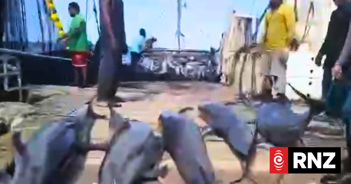 Outrage in PNG over Filipino purse seiner catching dolphins