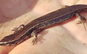 A glossy brown skink (Oligosoma zelandicum).