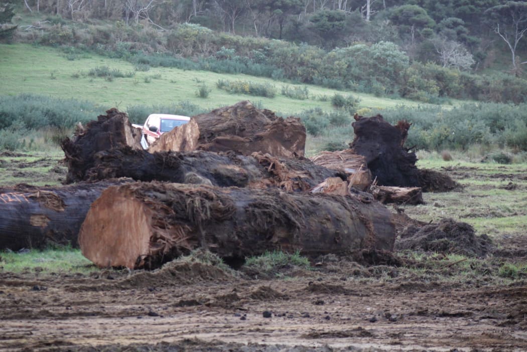 Kauri logs unearthed from peat await sale.