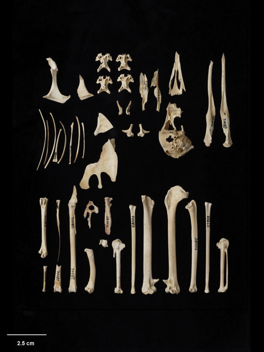 Shearwater bones from Te Papa's natural history collection.
