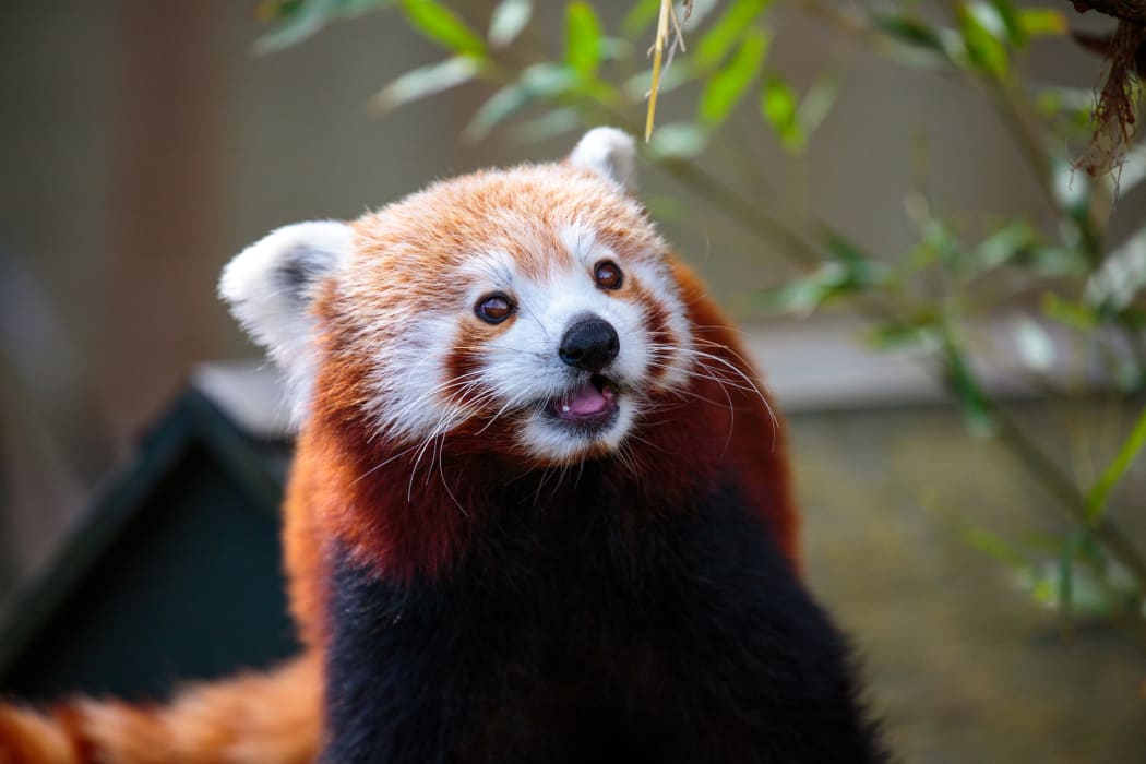Red panda at Auckland Zoo.