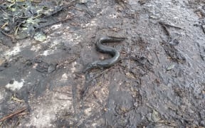Live eels were dumped at a composting site following the mechanical excavation of Salty Creek Westminster Ave by contractors for Napier City Council.