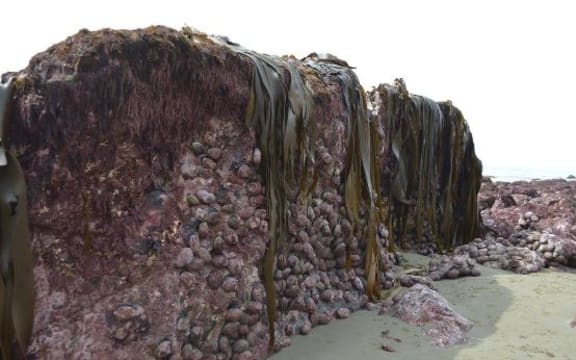 The Kaikoura seabed rose out of the ground after the 7.8 magnitude earthquake.