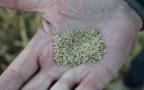 Quinoa