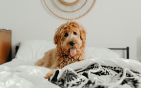 A cavoodle looking cheeky on someone's bed.