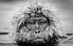 Grumpy Monkey