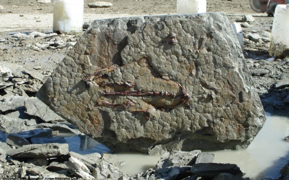 The Penguin fossil uncovered by the JUNATS after being cut out of the ground.
