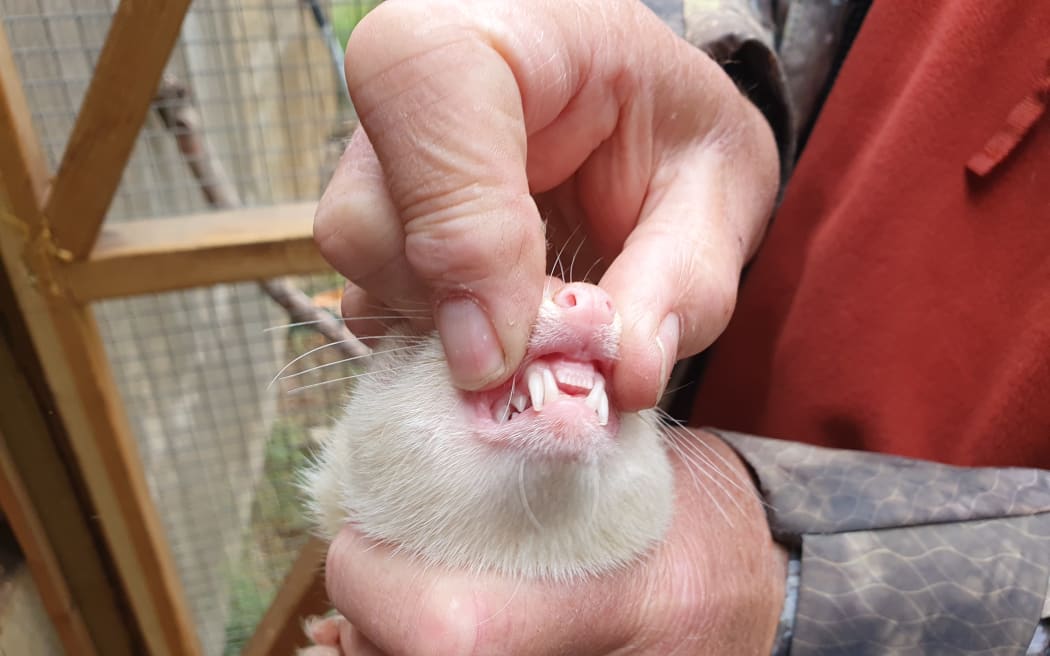 Billy takes care not to get bitten when handling his ferrets
