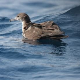 Photo for Wedge-tailed shearwater