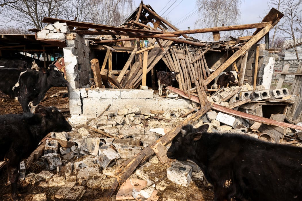 Cows in a destroyed farm on the outskirts of Kyiv