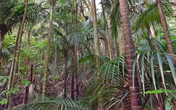 Twelve years of pest control has rejuvenated Ōpua Forest in the Bay of Islands.