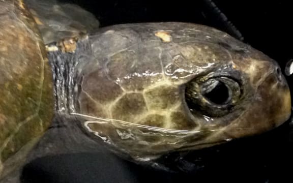 The Olive Ridley Sea Turtle that washed up at Lyall Bay, Wellington.