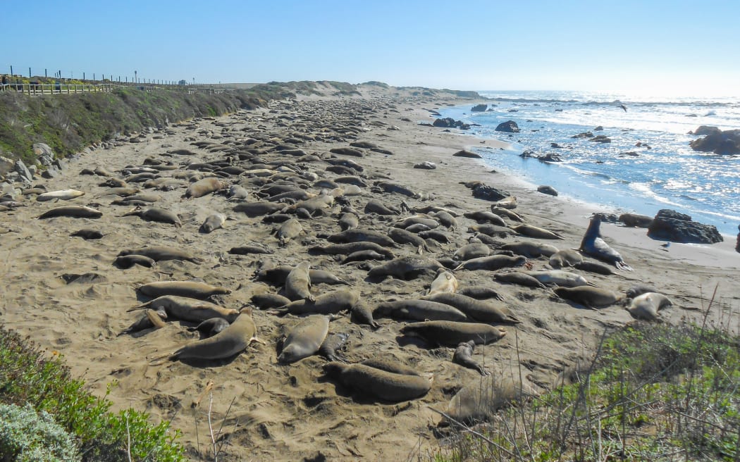 Elephant seals on Piedra Blancas beach in Big Sur California
