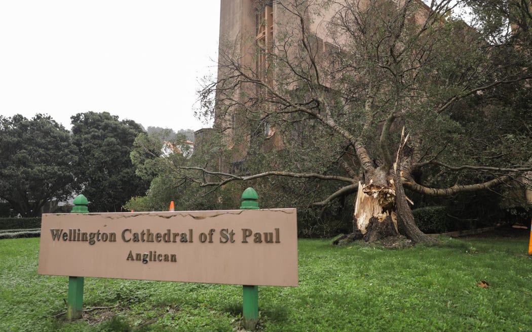 A fallen tree outside Wellington Cathedral of St Paul.