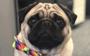 Northern Health School's therapy dog Doug.