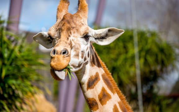 Auckland Zoo giraffe