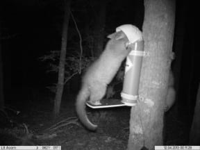 A possum feeding from a ‘Spitfire’ device attached to a tree.