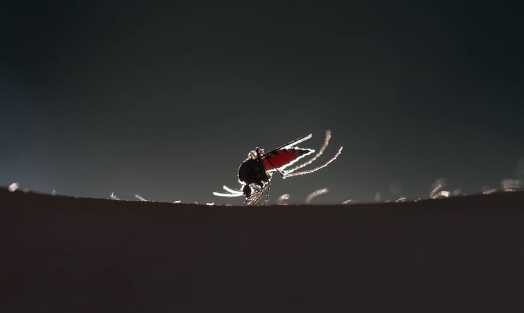mosquito
