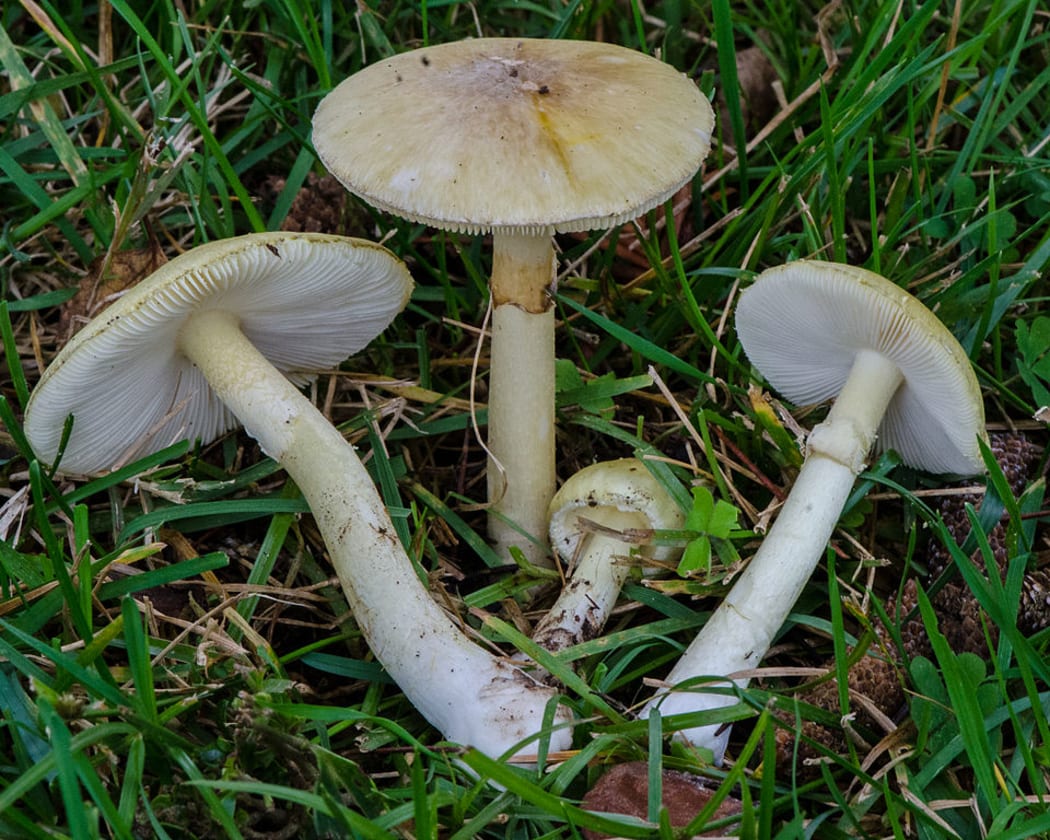 Amanita phalloides - Death Cap