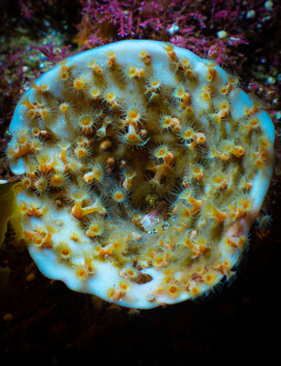 One of the 50 million sponges along 1000 kilometres of Fiordland coastline that was bleached in the largest such event ever recorded.