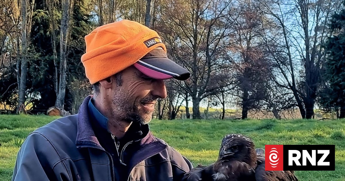 'I've been chased by wolves twice' - Timaru farmer | RNZ