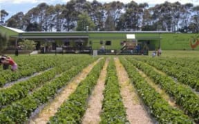 Julian's Berry Farm and Cafe in Whakatane, Bay of Plenty