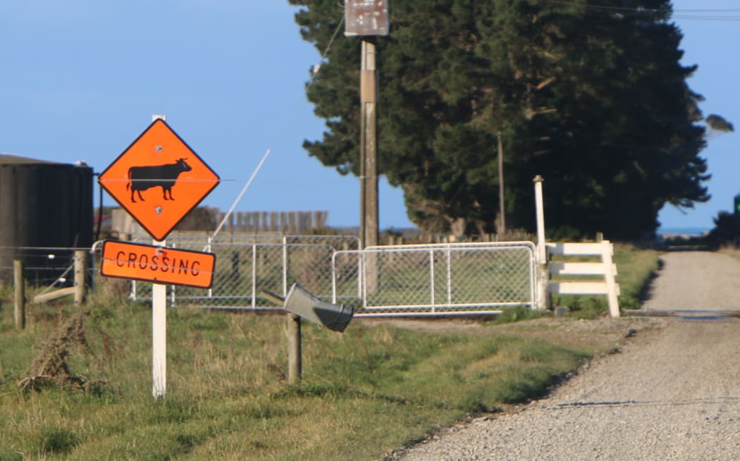 A cow crossing on a dairy farm in South Canterbury
