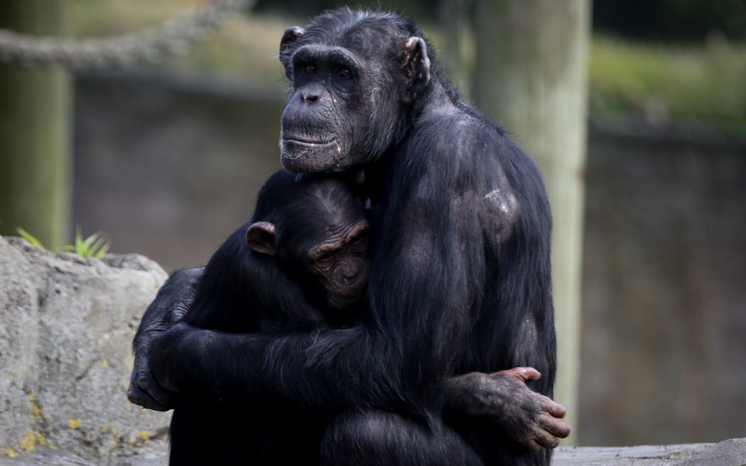 Mother and baby Chimp at Wellington Zoo.