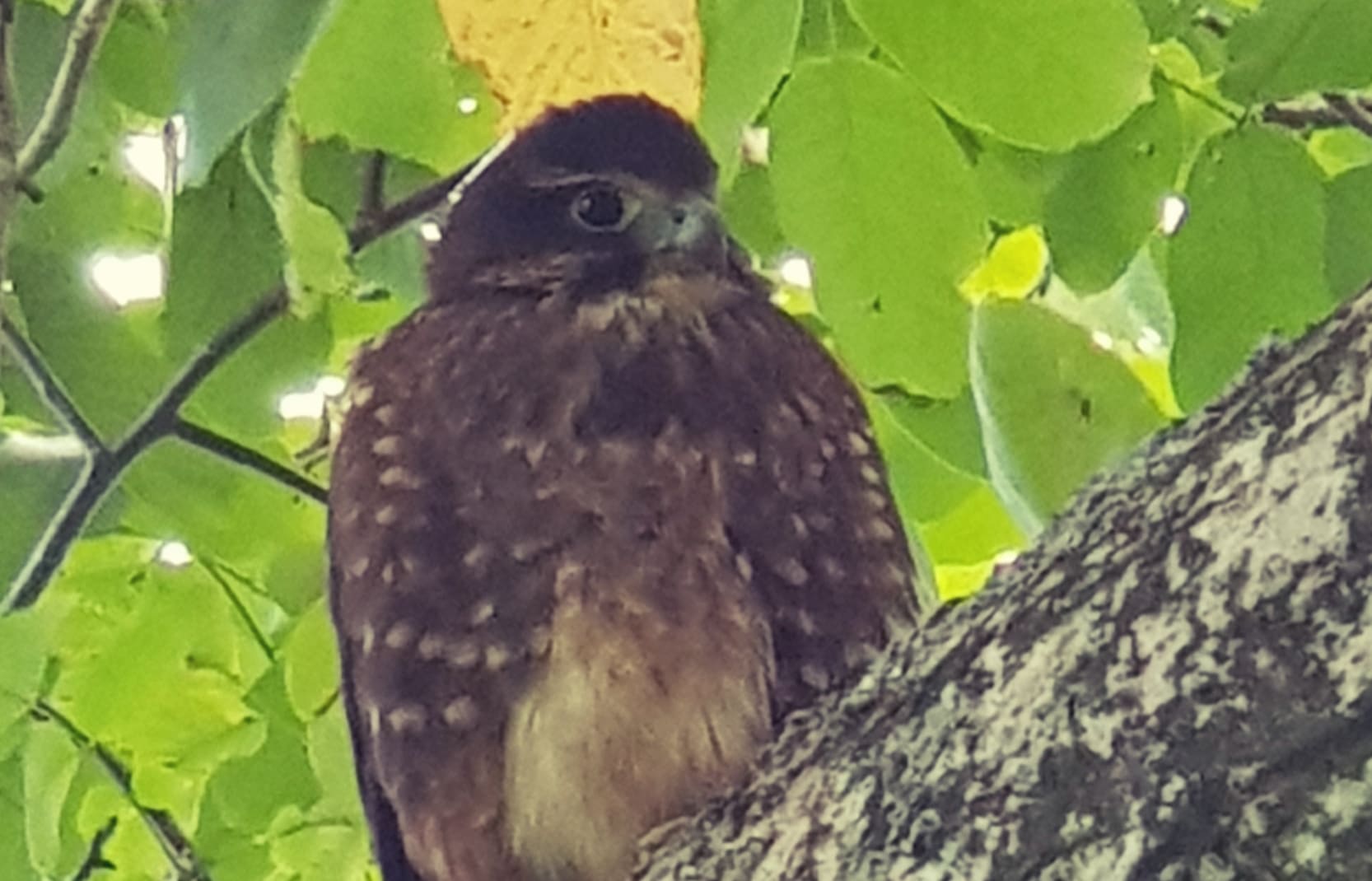 The injured falcon before it was taken in by DOC rangers.