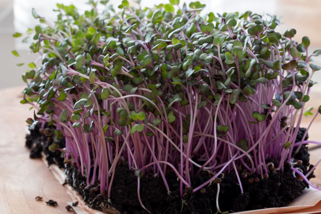 Young red cabbage microgreens grown in soil