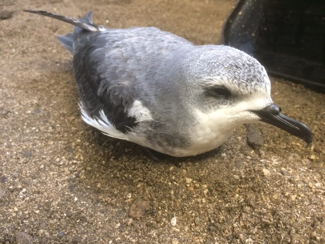 Cook's Petrel chick at New Zealand Bird Rescue