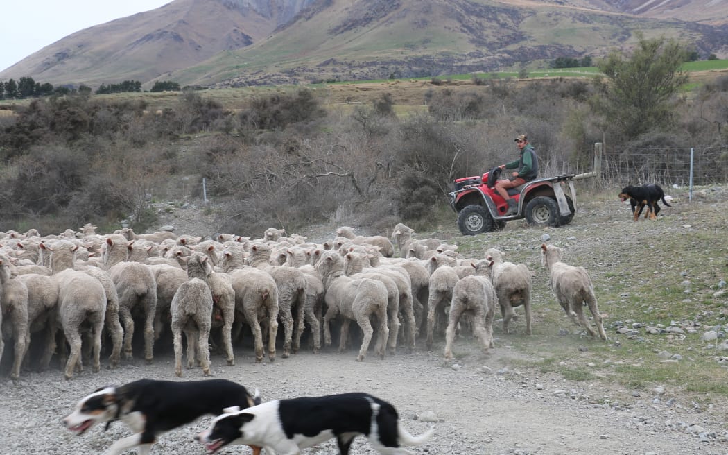 sheep