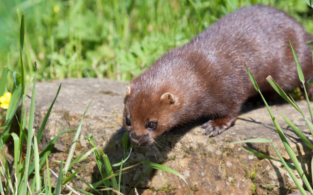 18002864 - close-up shot of an european mink (mustela lutreola)