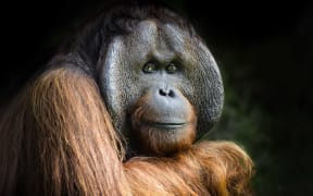 36-year-old Charlie is one of three orangutans that have just arrived at Orana Wildlife park.