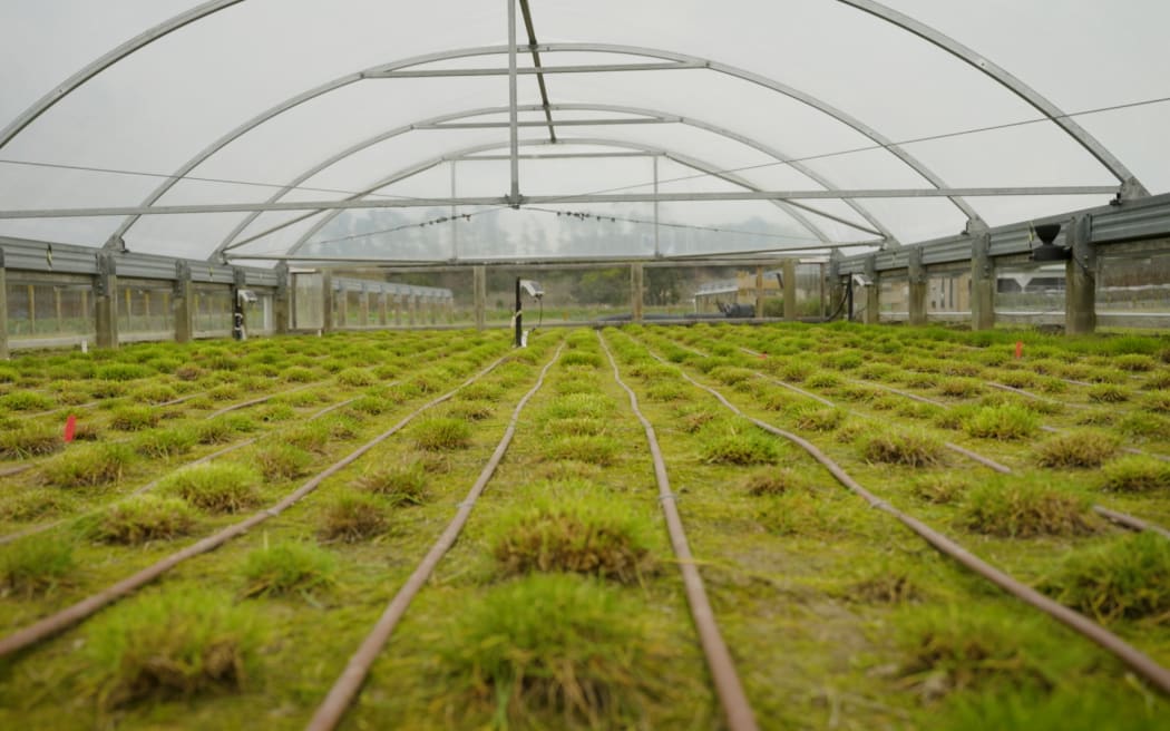 A giant polytunnel with lines of grass growing inside.