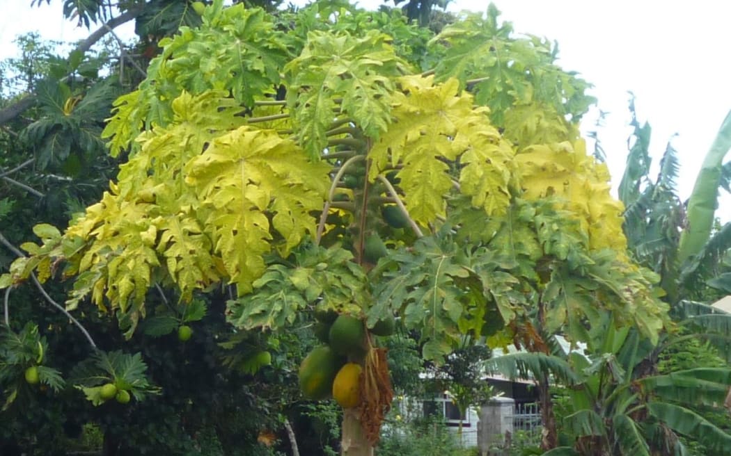 Pawpaw tree turning yellow, possibly due to new virus in Tonga