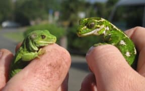 Graham the green gecko.