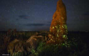 This photograph of an anteater approaching a glowing termite mound was originally considered a worthy winner of a Wildlife Photographer of the Year award. The prize has now been withdrawn after judges noticed the anteater pictured is almost certainly a stuffed animal kept outside a visitor centre.
