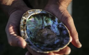 Paua held by Mike Vincent.