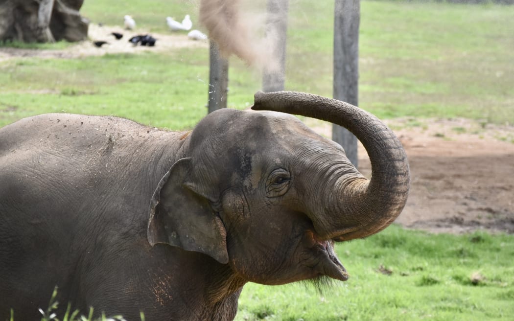 Anjalee enjoying a dust bath at Taronga Western Plains Zoo, Dubbo in 2023 after moving from Auckland Zoo.