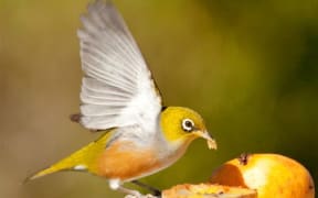 The NZ Silvereye (Zosterops lateralis)