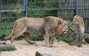 05 April 2018, Germany, Cologne: Lioness Gina (r) looks at newbie Navin. Young lion Navin was brought in from Aalborg in Denmark in early March.