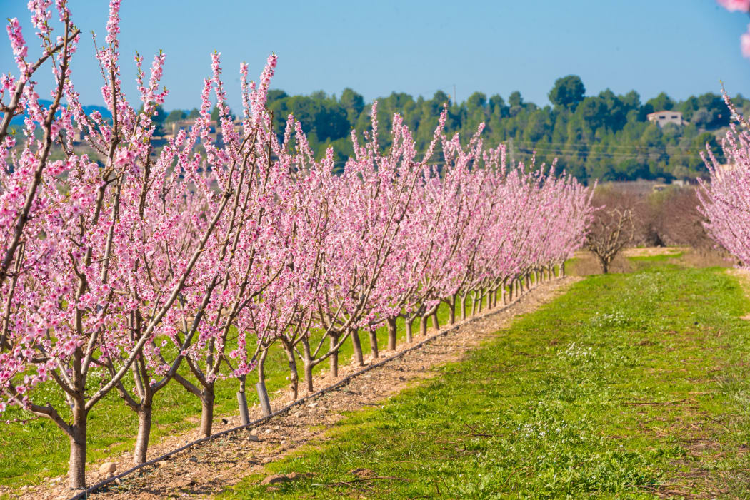 Rows of flowering almond trees.