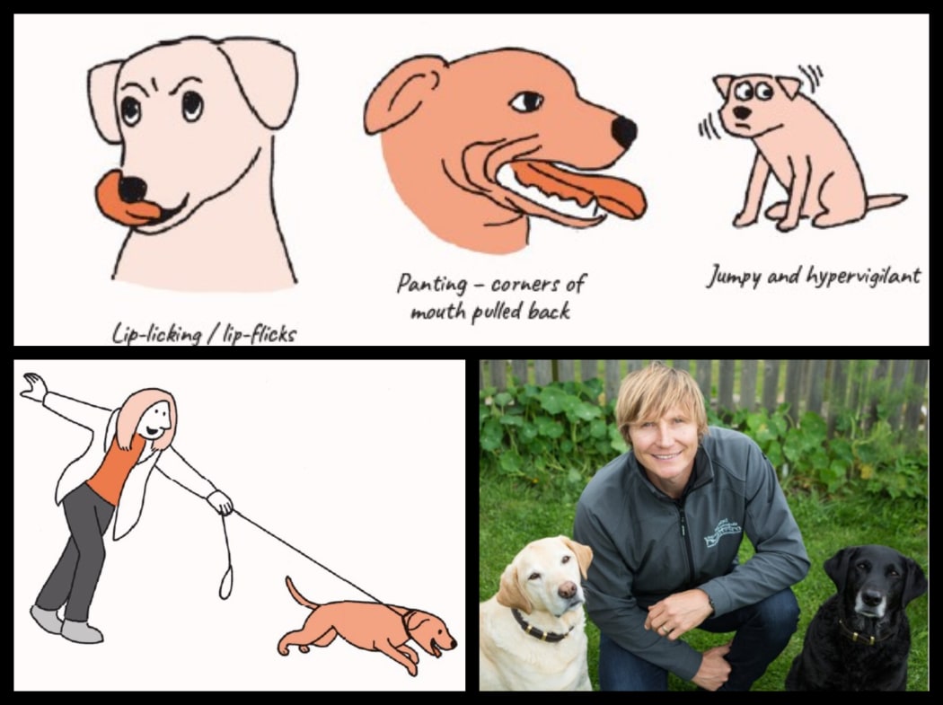 What Dogs Want Mat Ward RNZ